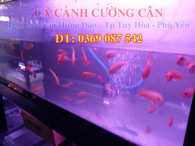 cửa hàng cá cảnh phú yên - cửa hàng cá cảnh CƯỜNG CẬN phú yên - cá cảnh phú yên