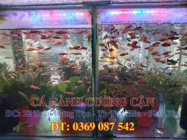 cửa hàng cá cảnh phú yên - cửa hàng cá cảnh CƯỜNG CẬN phú yên - cá cảnh phú yên