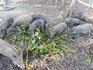 heo (lợn) rung phu yen - Trang trại heo (lợn) rừng phú yên>> chuyên cung cấp giống heo (lợn) rừng , heo (lợn) rừng thịt tại phú yên.