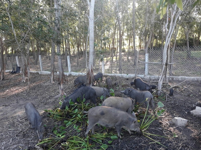 heo (lợn) rung phu yen - Trang trại heo (lợn) rừng phú yên>> chuyên cung cấp giống heo (lợn) rừng , heo (lợn) rừng thịt tại phú yên.